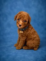 Choky, a male Poodle - Toy  for sale in Port Saint Lucie, FL – 3 of 3
