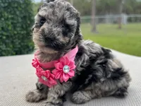 Lili, a female Poodle - Toy  for sale in Port Saint Lucie, FL – 2 of 5