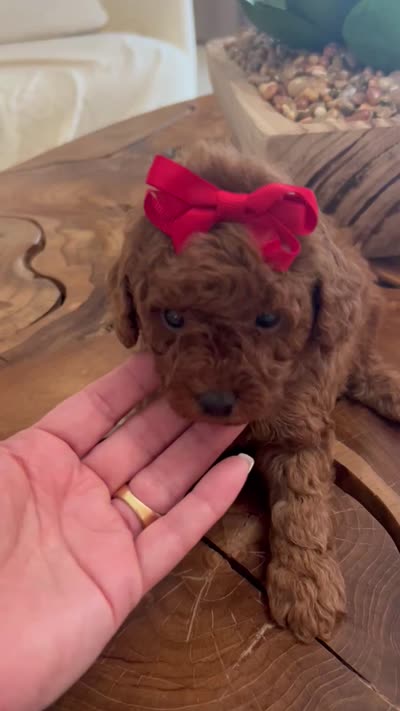 Lili, a female Poodle - Toy  for sale in Port Saint Lucie, FL – 3 of 3