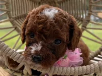 Linda, a female Poodle - Toy  for sale in Port Saint Lucie, FL – 2 of 5