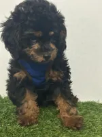 Choky, a male Poodle - Toy  for sale in Port Saint Lucie, FL – 3 of 3