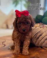 Lili, a female Poodle - Toy  for sale in Port Saint Lucie, FL – 2 of 3