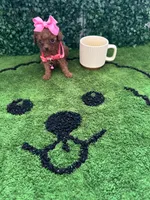 Lusi, a female Poodle - Toy  for sale in Port Saint Lucie, FL – 1 of 6