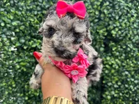 Lili, a female Poodle - Toy  for sale in Port Saint Lucie, FL – 3 of 5