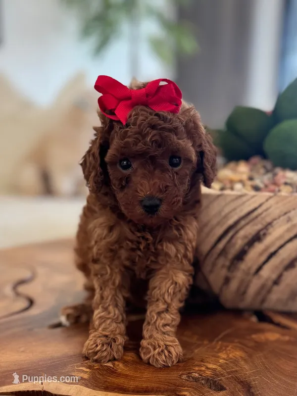 Lili – Poodle - Toy  puppy for sale in Port Saint Lucie, FL