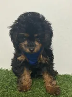 Choky, a male Poodle - Toy  for sale in Port Saint Lucie, FL – 2 of 3