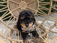 Toby, a male Poodle - Toy  for sale in Port Saint Lucie, FL – 3 of 3