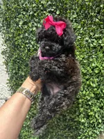 Lili, a female Poodle - Toy  for sale in Port Saint Lucie, FL – 10 of 10
