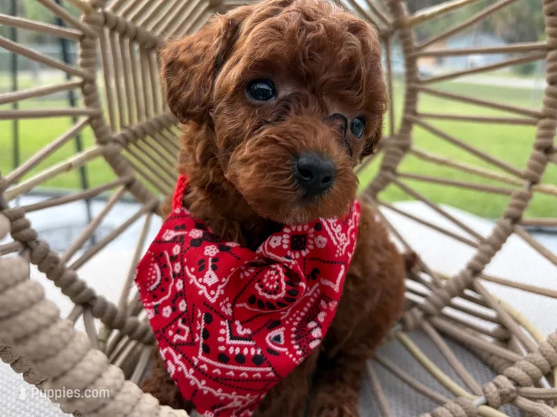 Chocky – Poodle - Toy  puppy for sale in Port Saint Lucie, FL