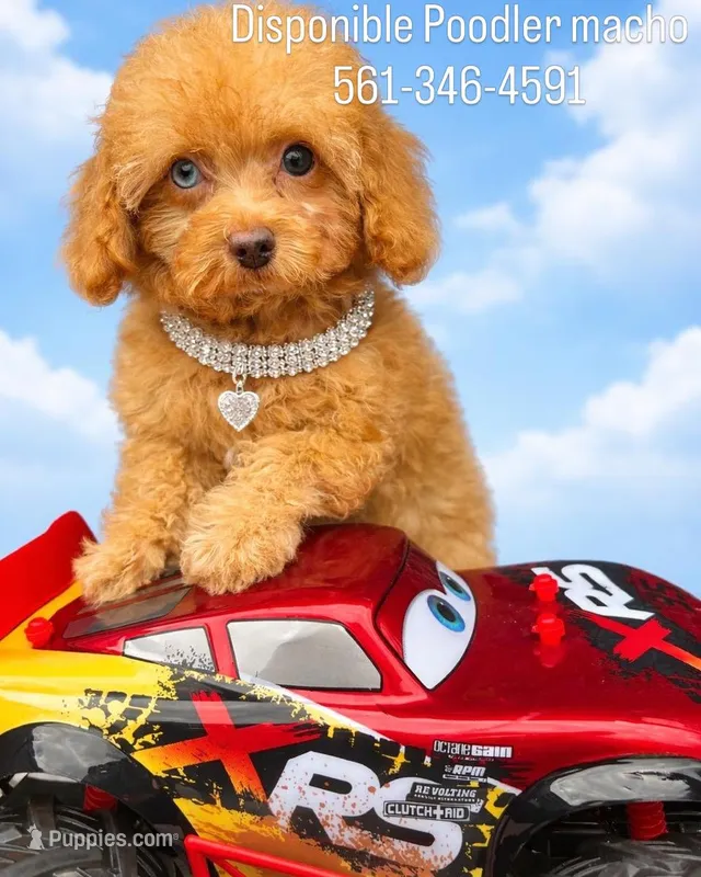 Leo – Poodle - Toy  puppy for sale in Port Saint Lucie, FL