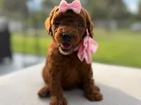 Milan, a female Poodle - Toy  for sale in Port Saint Lucie, FL – 2 of 2