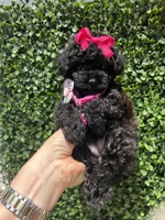 Lili, a female Poodle - Toy  for sale in Port Saint Lucie, FL – 4 of 10
