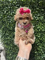 Caramelo , a female Poodle - Toy  for sale in Port Saint Lucie, FL – 8 of 10