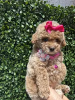 Caramelo , a female Poodle - Toy  for sale in Port Saint Lucie, FL – 5 of 10
