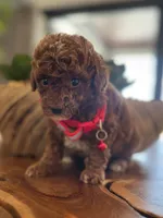 Nino, a male Poodle - Toy  for sale in Port Saint Lucie, FL – 4 of 4