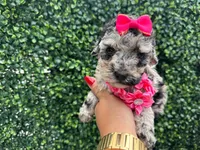 Lili, a female Poodle - Toy  for sale in Port Saint Lucie, FL – 5 of 5