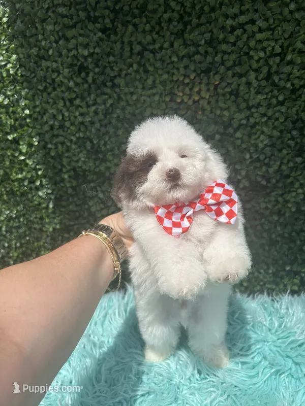 Coco teacup – Poodle - Toy  puppy for sale in Port Saint Lucie, FL