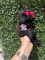 Lili, a female Poodle - Toy  for sale in Port Saint Lucie, FL – 5 of 10