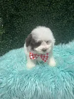 Coco teacup, a male Poodle - Toy  for sale in Port Saint Lucie, FL – 2 of 3