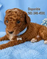 Nino, a male Poodle - Toy  for sale in Port Saint Lucie, FL – 3 of 4