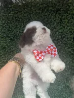 Coco teacup, a male Poodle - Toy  for sale in Port Saint Lucie, FL – 3 of 3