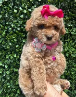 Caramelo , a female Poodle - Toy  for sale in Port Saint Lucie, FL – 2 of 10