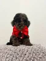 Manolo, a male Poodle - Toy  for sale in Port Saint Lucie, FL – 2 of 2
