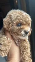 Caramelo , a female Poodle - Toy  for sale in Port Saint Lucie, FL – 3 of 10