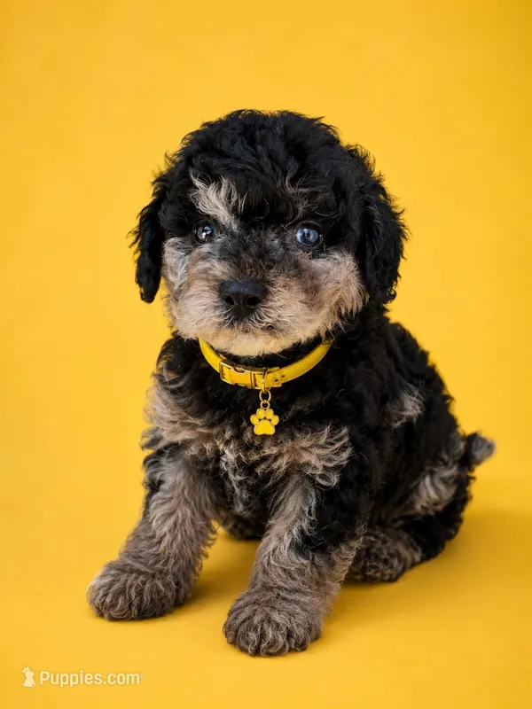 Marcos – Poodle - Toy  puppy for sale in Port Saint Lucie, FL
