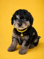 Marcos, a male Poodle - Toy  for sale in Port Saint Lucie, FL – 1 of 3