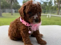 Linda, a female Poodle - Toy  for sale in Port Saint Lucie, FL – 5 of 5