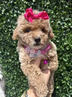 Caramelo , a female Poodle - Toy  for sale in Port Saint Lucie, FL – 7 of 10