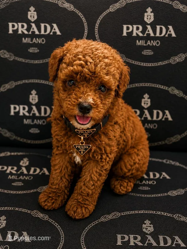 Nacho – Poodle - Toy  puppy for sale in Port Saint Lucie, FL
