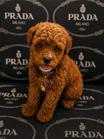 Nacho, a male Poodle - Toy  for sale in Port Saint Lucie, FL – 1 of 1