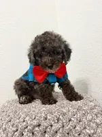 Paco, a male Poodle - Toy  for sale in Port Saint Lucie, FL – 2 of 2