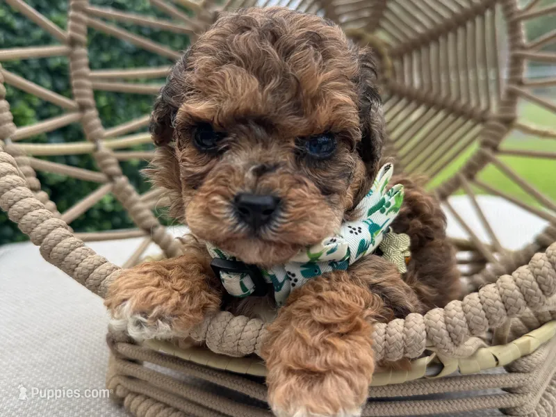 Osi – Poodle - Toy  puppy for sale in Port Saint Lucie, FL