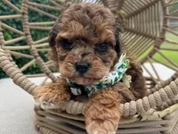 Osi, a male Poodle - Toy  for sale in Port Saint Lucie, FL – 1 of 1