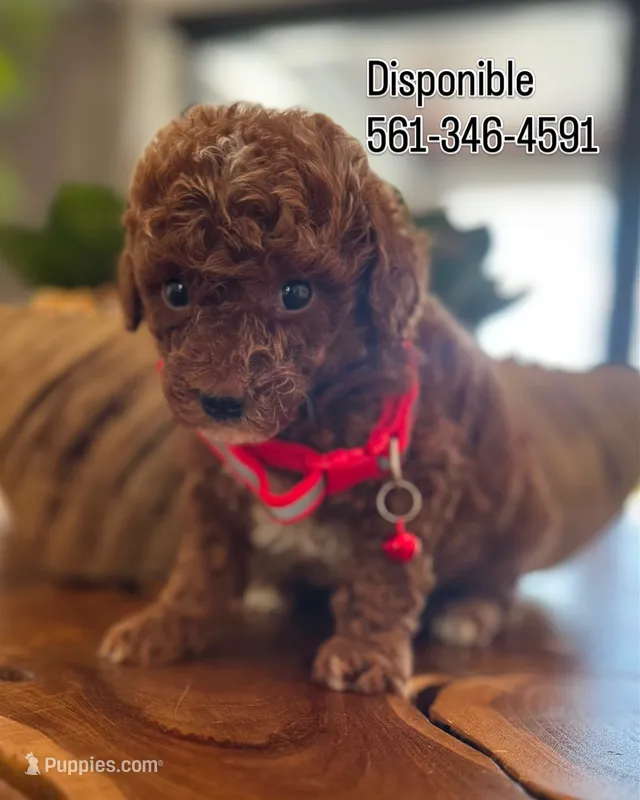 Muneco – Poodle - Toy  puppy for sale in Port Saint Lucie, FL