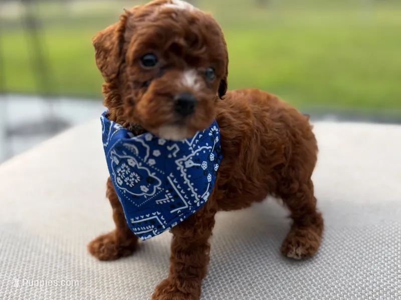Nico  – Poodle - Toy  puppy for sale in Port Saint Lucie, FL