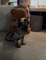 Sage, a female French Bulldog for sale in Jonesboro, GA – Photo 6 of 6