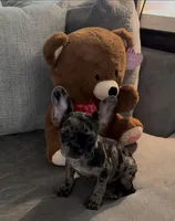 Sage, a female French Bulldog for sale in Jonesboro, GA – Photo 4 of 6