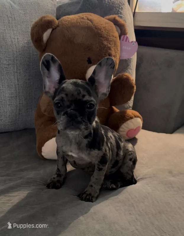 Sage – French Bulldog puppy for sale in Jonesboro, GA