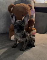 Sage, a female French Bulldog for sale in Jonesboro, GA – Photo 1 of 6