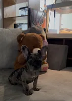 Sage, a female French Bulldog for sale in Jonesboro, GA – Photo 3 of 6