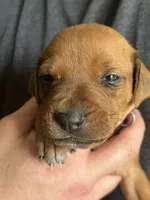 Rhodesian Ridgeback puppy , a male Rhodesian Ridgeback for sale in Charleston, WV – Photo 2 of 3