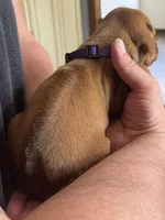 Rhodesian Ridgeback puppy , a male Rhodesian Ridgeback for sale in Charleston, WV – Photo 3 of 3