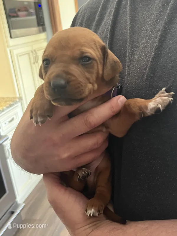 Rhodesian Ridgeback puppy , a male Rhodesian Ridgeback for sale in Charleston, WV – Photo 1 of 3