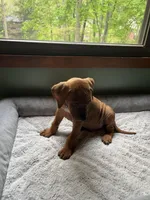 Rhodesian Ridgeback puppy- Blue collar, a male Rhodesian Ridgeback for sale in Charleston, WV – 7 of 7