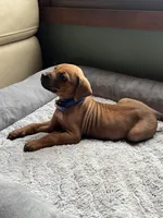 Rhodesian Ridgeback puppy- Blue collar, a male Rhodesian Ridgeback for sale in Charleston, WV – 2 of 7