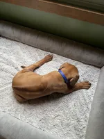 Rhodesian Ridgeback puppy- Blue collar, a male Rhodesian Ridgeback for sale in Charleston, WV – 6 of 7